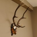 Rothirsch ungerader 10 ender Geweih Höhe 79 cm Hirschgeweih Hirsch sehr aufwändig geschnitztem Trophäenschild 70.905