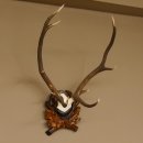 Rothirsch ungerader 10 ender Geweih Höhe 79 cm Hirschgeweih Hirsch sehr aufwändig geschnitztem Trophäenschild 70.905