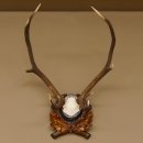 Rothirsch ungerader 10 ender Geweih Höhe 79 cm Hirschgeweih Hirsch sehr aufwändig geschnitztem Trophäenschild 70.905