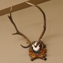 Rothirsch ungerader 10 ender Geweih Höhe 79 cm Hirschgeweih Hirsch sehr aufwändig geschnitztem Trophäenschild 70.905