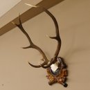 Rothirsch ungerader 10 ender Geweih Höhe 79 cm Hirschgeweih Hirsch sehr aufwändig geschnitztem Trophäenschild 70.905