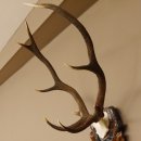 Rothirsch ungerader 10 ender Geweih Höhe 79 cm Hirschgeweih Hirsch sehr aufwändig geschnitztem Trophäenschild 70.905