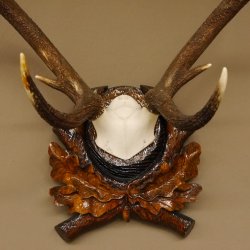 Rothirsch ungerader 10 ender Geweih Höhe 79 cm Hirschgeweih Hirsch sehr aufwändig geschnitztem Trophäenschild 70.905