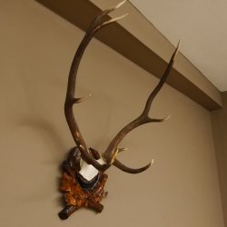 Rothirsch ungerader 10 ender Geweih Höhe 79 cm Hirschgeweih Hirsch sehr aufwändig geschnitztem Trophäenschild 70.905