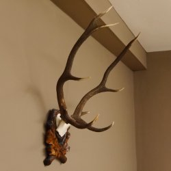 Rothirsch ungerader 10 ender Geweih Höhe 79 cm Hirschgeweih Hirsch sehr aufwändig geschnitztem Trophäenschild 70.905