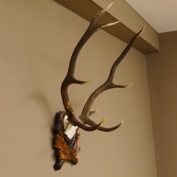 Rothirsch ungerader 10 ender Geweih Höhe 79 cm Hirschgeweih Hirsch sehr aufwändig geschnitztem Trophäenschild 70.905