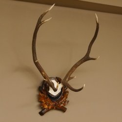 Rothirsch ungerader 10 ender Geweih Höhe 79 cm Hirschgeweih Hirsch sehr aufwändig geschnitztem Trophäenschild 70.905