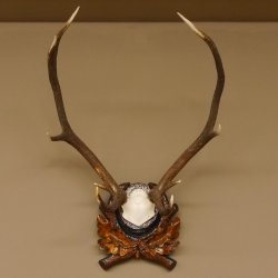 Rothirsch ungerader 10 ender Geweih Höhe 79 cm Hirschgeweih Hirsch sehr aufwändig geschnitztem Trophäenschild 70.905