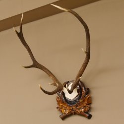 Rothirsch ungerader 10 ender Geweih Höhe 79 cm Hirschgeweih Hirsch sehr aufwändig geschnitztem Trophäenschild 70.905