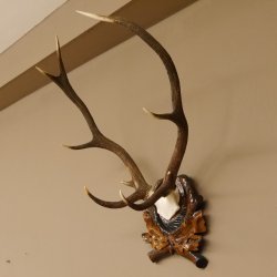 Rothirsch ungerader 10 ender Geweih Höhe 79 cm Hirschgeweih Hirsch sehr aufwändig geschnitztem Trophäenschild 70.905