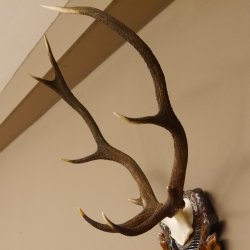 Rothirsch ungerader 10 ender Geweih Höhe 79 cm Hirschgeweih Hirsch sehr aufwändig geschnitztem Trophäenschild 70.905