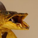 Hechtkopf Präparat Raubfisch Fisch offene Kiemen Trophäenschild
