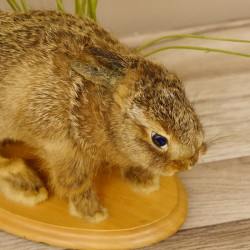 Kaninchen mit angelegten Ohren Hase Präparat präpariert Tierpräparat taxidermy