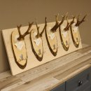 Geweih Garderobe 5 Akazienschilder mit Rehgeweihe Wandgarderobe Doppelhaken 27.8.66