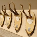 Geweih Garderobe 5 Akazienschilder mit Rehgeweihe Wandgarderobe Doppelhaken 27.8.66