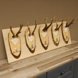 Geweih Garderobe 5 Akazienschilder mit Rehgeweihe Wandgarderobe Doppelhaken 27.8.66