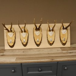 Geweih Garderobe 5 Akazienschilder mit Rehgeweihe Wandgarderobe Doppelhaken 27.8.66