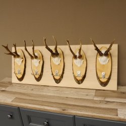 Geweih Garderobe 5 Akazienschilder mit Rehgeweihe Wandgarderobe Doppelhaken 27.8.66