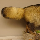Marderhund Ganzpr&auml;parat Pr&auml;parat mit offener Schnauze L&auml;nge 100 cm auf Holz stehend