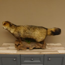 Marderhund Ganzpr&auml;parat Pr&auml;parat mit offener Schnauze L&auml;nge 100 cm auf Holz stehend
