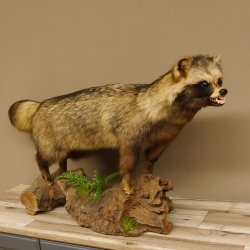 Marderhund Ganzpräparat Präparat mit offener Schnauze Länge 100 cm auf Holz stehend
