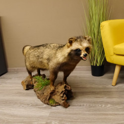 Marderhund Ganzpräparat Präparat mit offener Schnauze Länge 100 cm auf Holz stehend