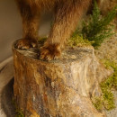 Marderhund Ganzpr&auml;parat Pr&auml;parat L&auml;nge 72 cm auf Dekoplatte Baumstumpf