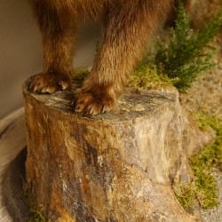 Marderhund Ganzpräparat Präparat Länge 72 cm auf Dekoplatte Baumstumpf