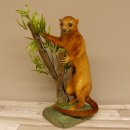 Wickelbär Bär Präparat Tierpräparat 84.6.13