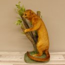 Wickelbär Bär Präparat Tierpräparat 84.6.13