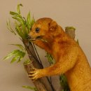 Wickelbär Bär Präparat Tierpräparat 84.6.13