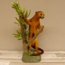 Wickelbär Bär Präparat Tierpräparat 84.6.13