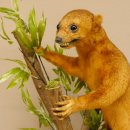 Wickelbär Bär Präparat Tierpräparat 84.6.13