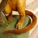 Wickelbär Bär Präparat Tierpräparat 84.6.13