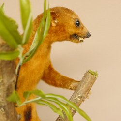 Wickelbär Bär Präparat Tierpräparat 84.6.13