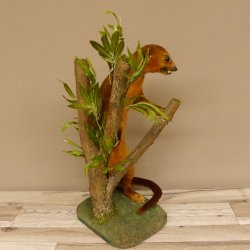 Wickelbär Bär Präparat Tierpräparat 84.6.13