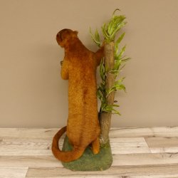 Wickelbär Bär Präparat Tierpräparat 84.6.13