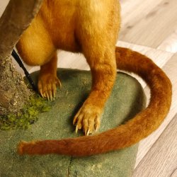 Wickelbär Bär Präparat Tierpräparat 84.6.13