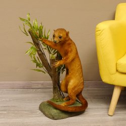 Wickelbär Bär Präparat Tierpräparat 84.6.13