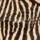 Zebra Fell Zebrafell Hartmann Bergzebra Vorleger mit Genehmigung zum Verkauf 87.100.19
