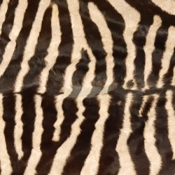 Zebra Fell Zebrafell Hartmann Bergzebra Vorleger mit Genehmigung zum Verkauf 87.100.19