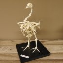 Skelett Huhn unbeweglich montiert echte Knochen hochwertig gearbeitet