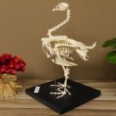 Skelett Huhn unbeweglich montiert echte Knochen hochwertig gearbeitet