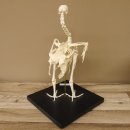 Skelett Huhn unbeweglich montiert echte Knochen hochwertig gearbeitet