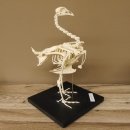 Skelett Huhn unbeweglich montiert echte Knochen hochwertig gearbeitet