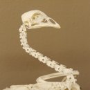 Skelett Huhn unbeweglich montiert echte Knochen hochwertig gearbeitet