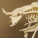 Skelett Huhn unbeweglich montiert echte Knochen hochwertig gearbeitet