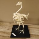 Skelett Huhn unbeweglich montiert echte Knochen hochwertig gearbeitet