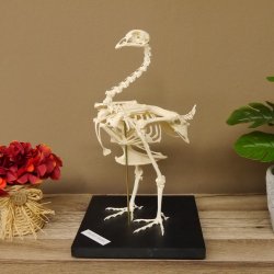 Skelett Huhn unbeweglich montiert echte Knochen hochwertig gearbeitet