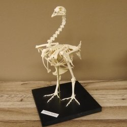 Skelett Huhn unbeweglich montiert echte Knochen hochwertig gearbeitet